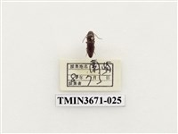 藏品(叩頭蟲(2))的圖片